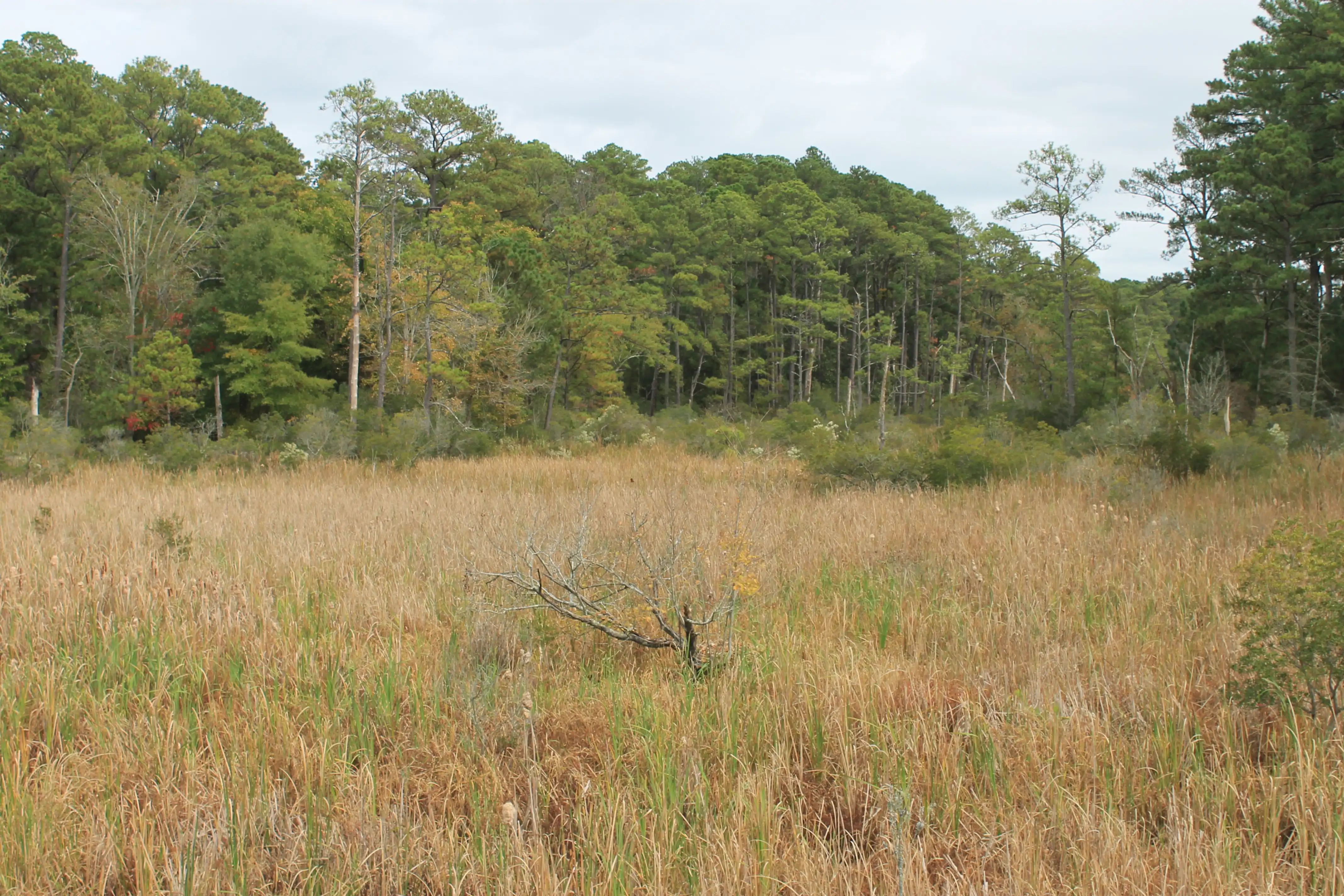 A field of tall brown grass with a forest beyond it