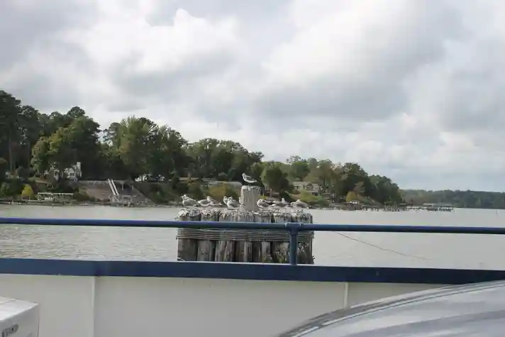 A flock of seagulls sitting on a large dock pylon with a lake and hilly section of land in the background