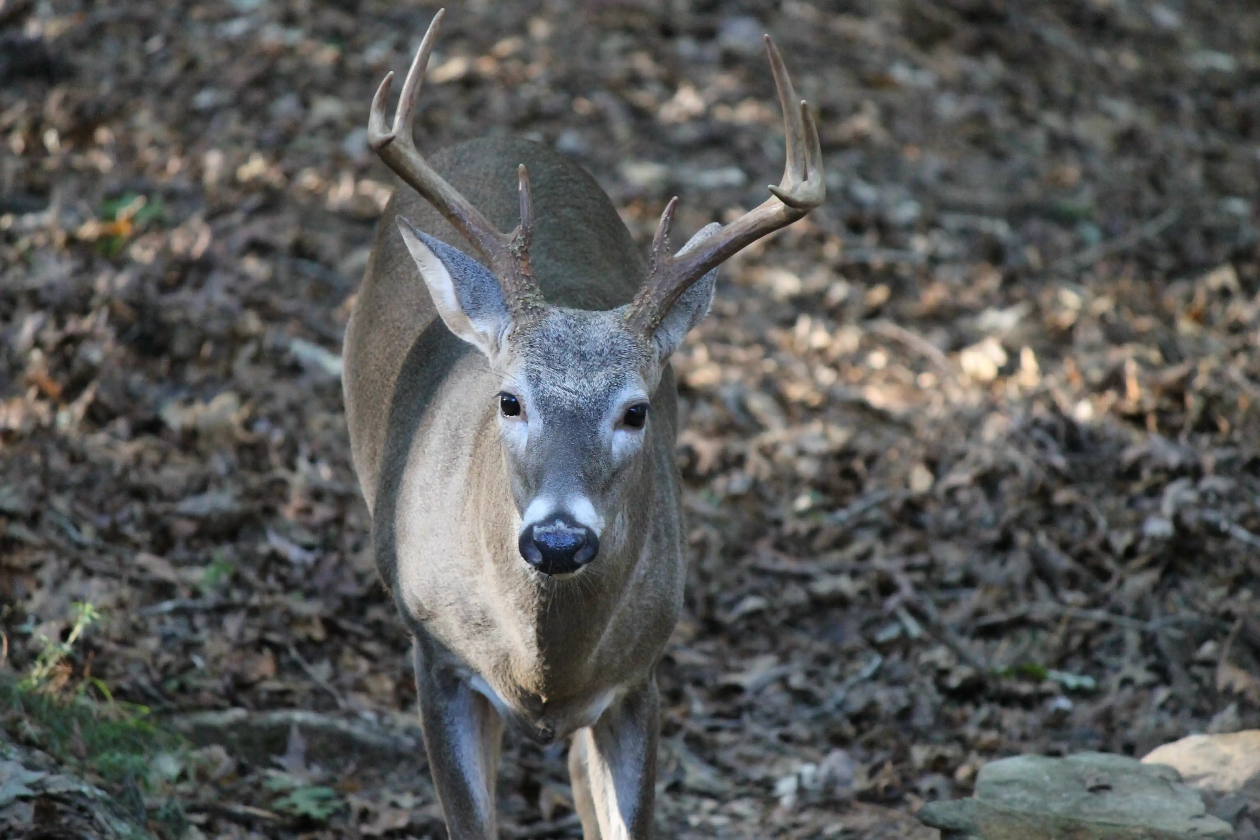 A face shot of a male deer looking towards the camera with brown forest floor in the backdrop