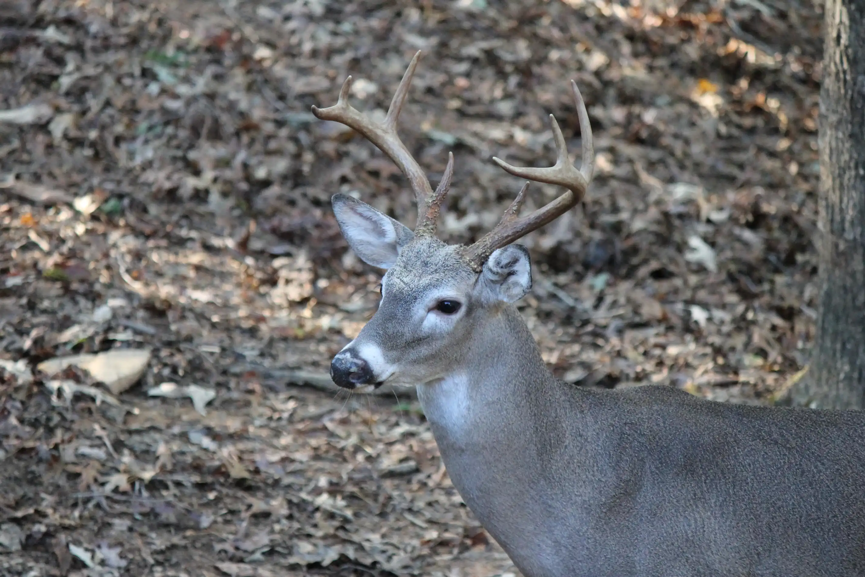 A profile shot of a male deer with brown forest floor in the backdrop