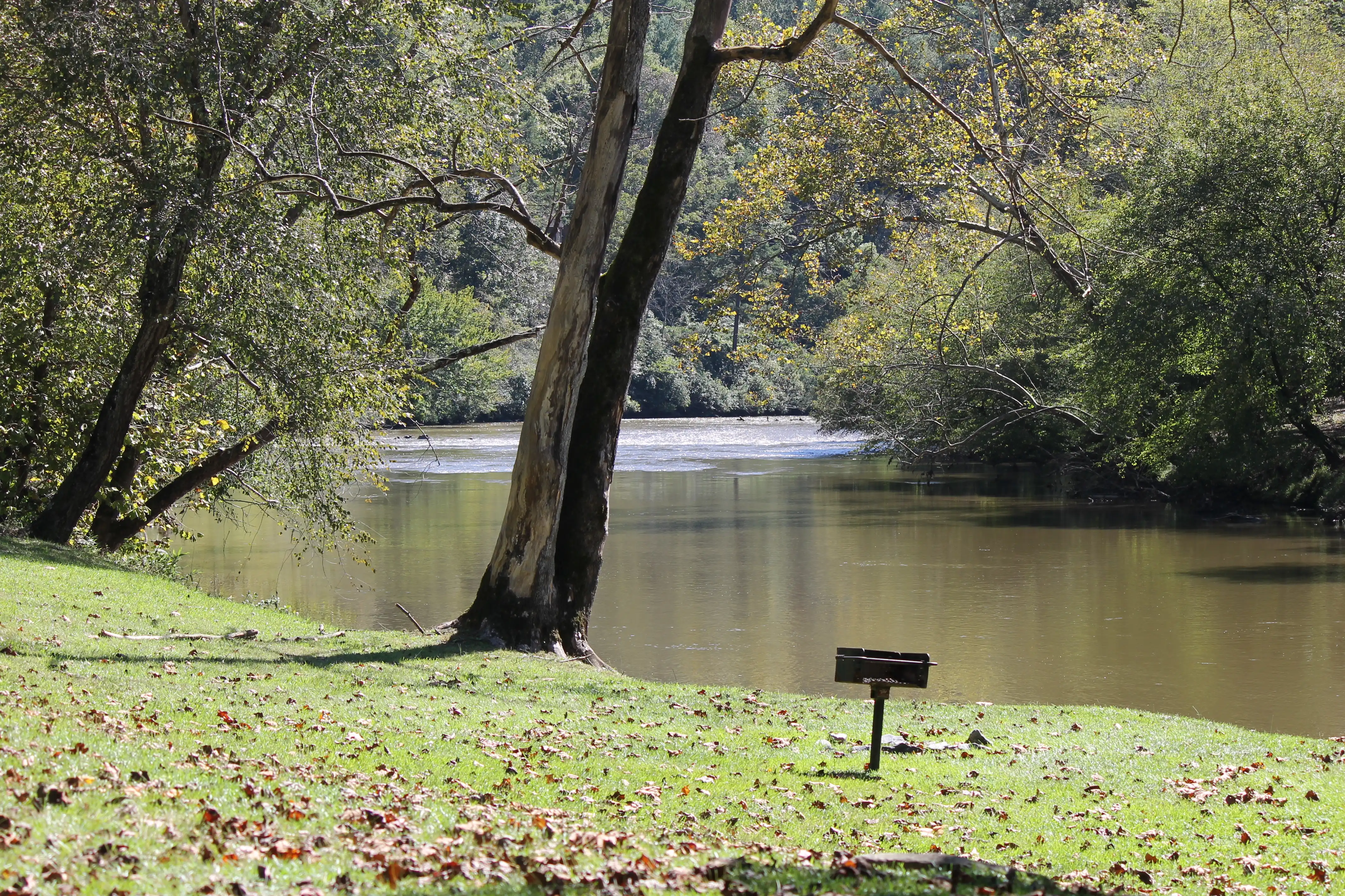 A river running through a forest and along side a grassy outcrop strewn with fall leaves