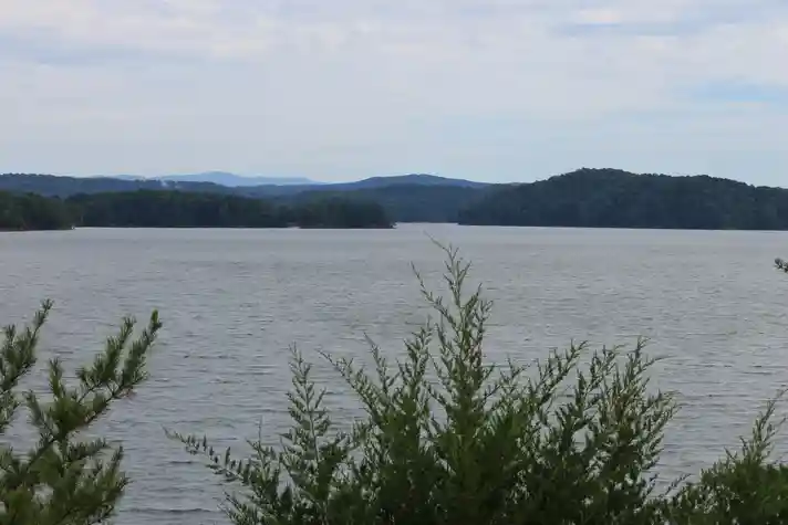 A a large lake with a vast hilly forest in the background and a few small plants in the foreground