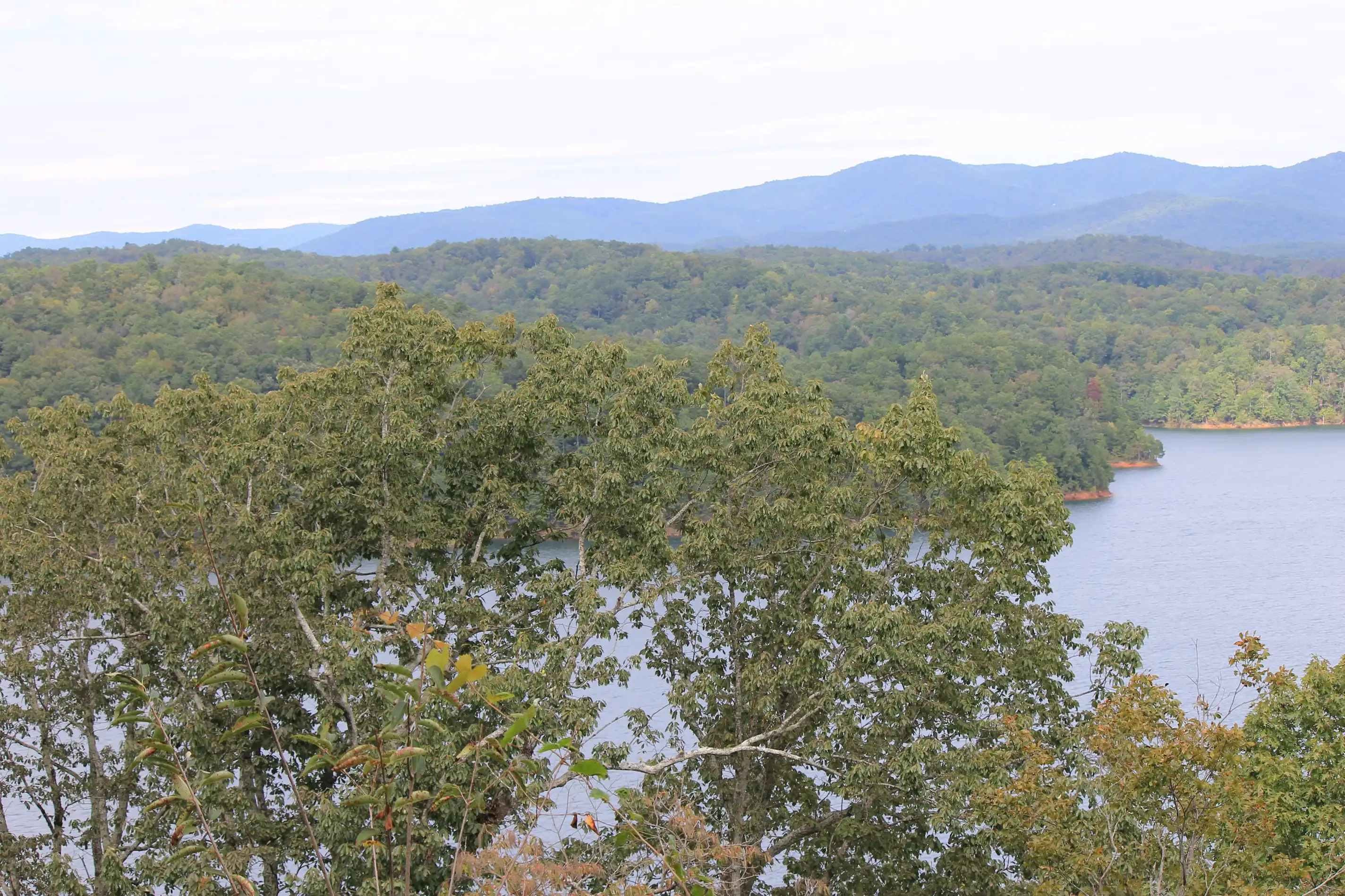 A a large lake with a vast hilly forest in the background and a small tree in the foreground shot from a high vantage point