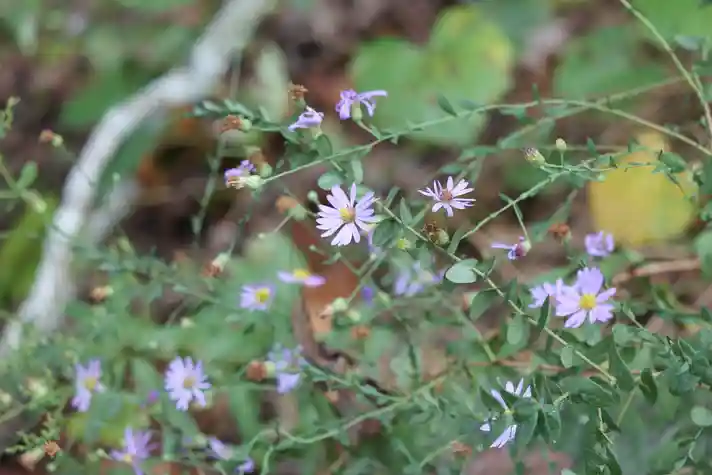 A small viny plant covered with small purple flowers