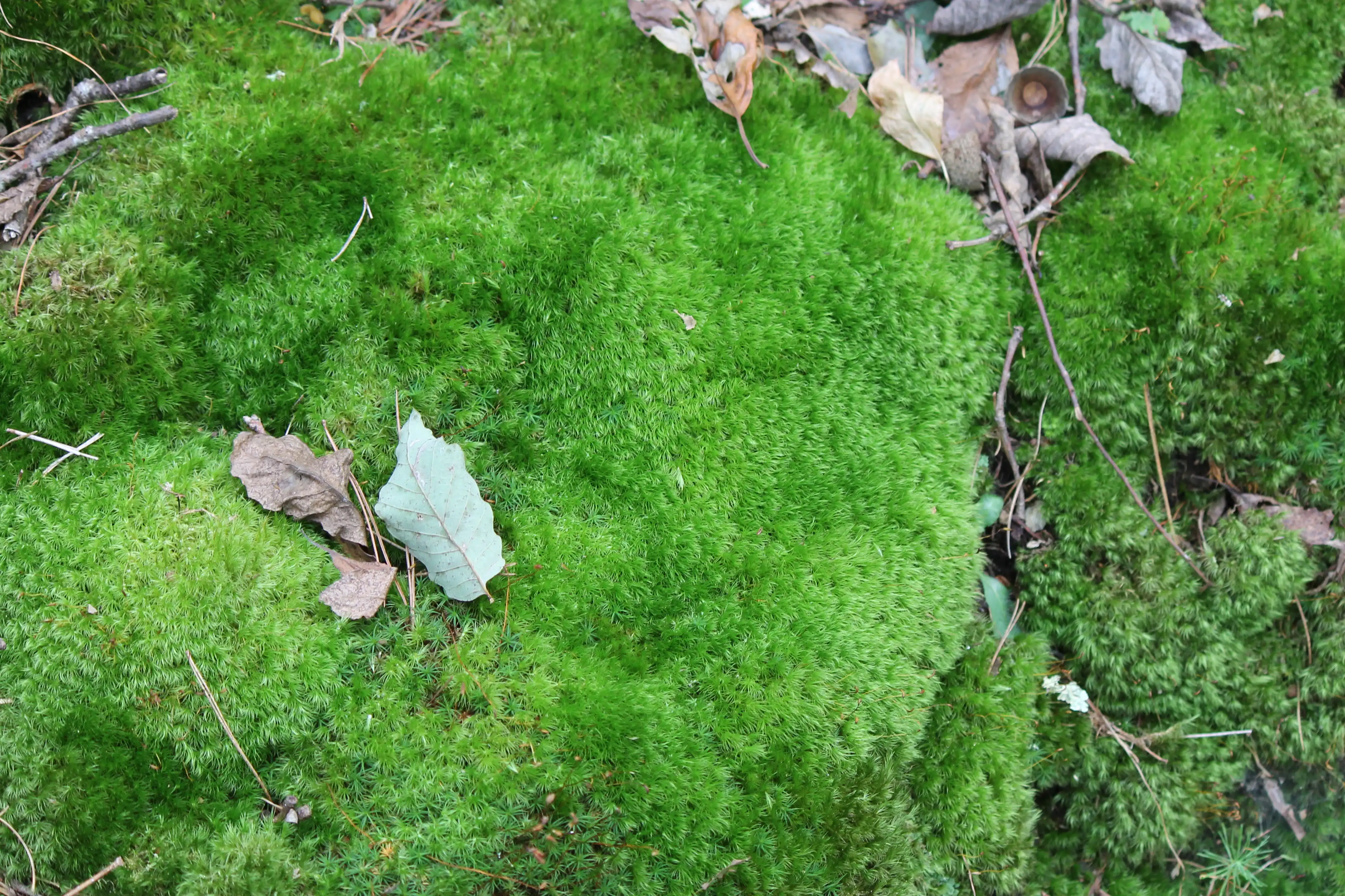 A large patch of lush green moss with a few dead leaves and twigs on it