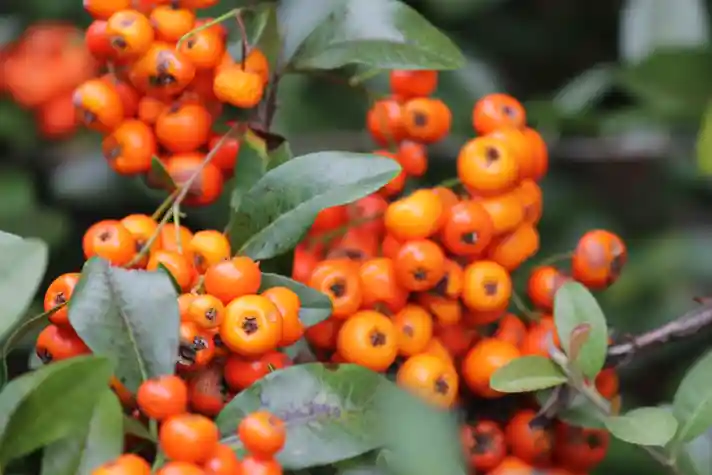 A close up shot of a few bunches of cherry tomatoes