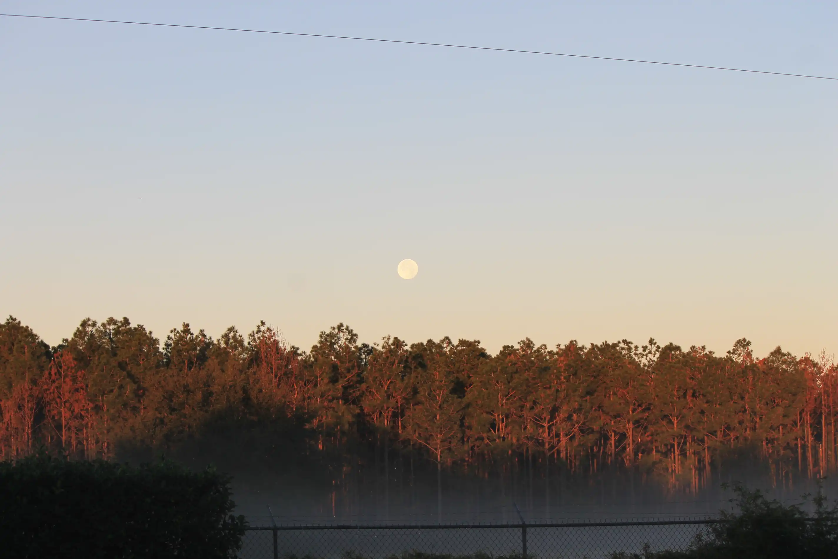 The moon against a blue sky over a pine forest tinted red from the light of the sunset with fog low to the ground