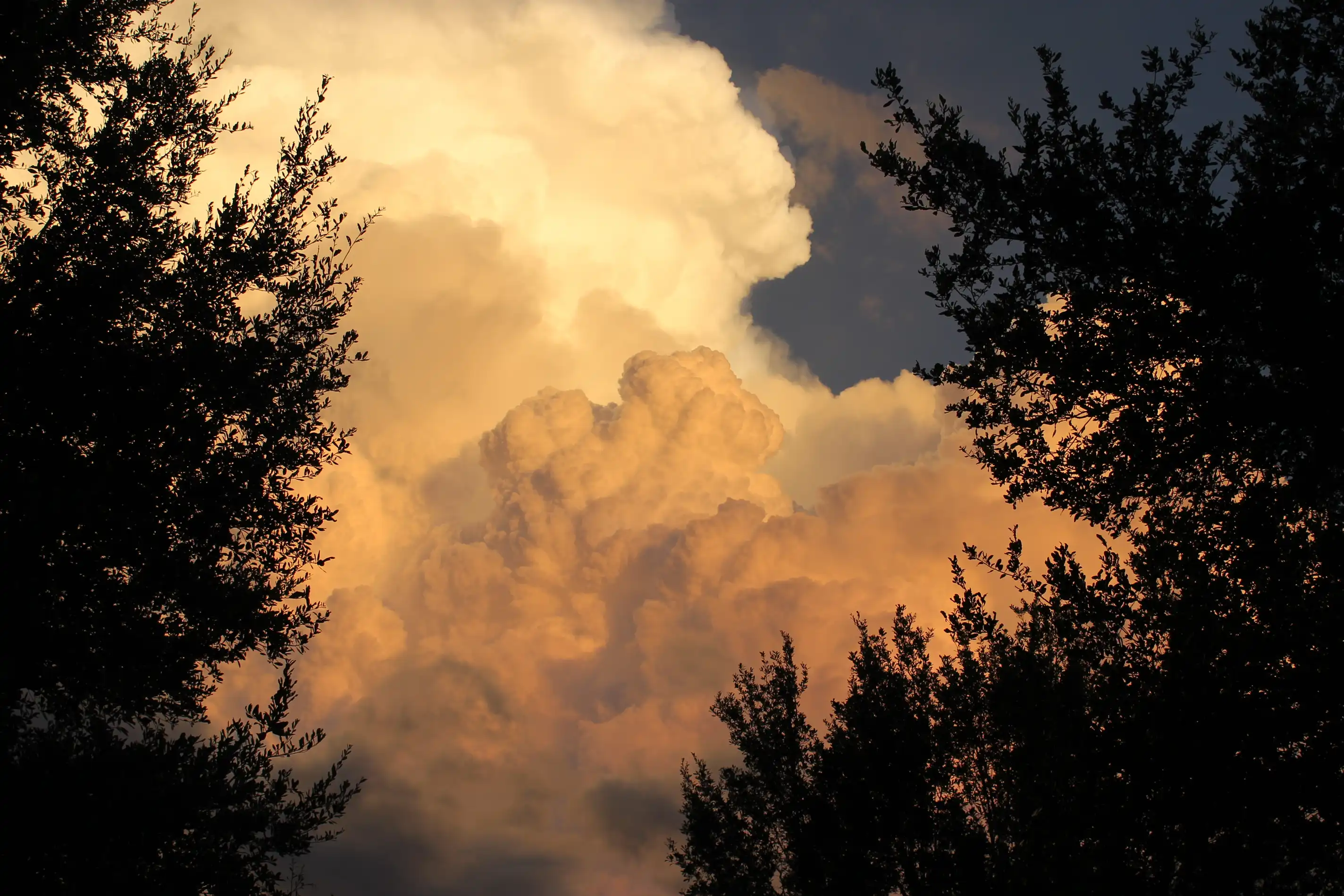 A large cloud formation lit with hues of pink and yellow and white from a sunset, framed on either side by the silhouettes of trees in the foreground