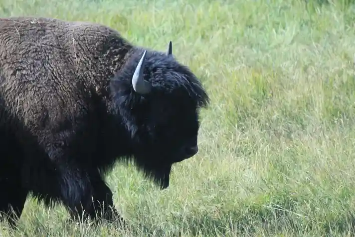 The profile of a bison walking through a field of long green grass