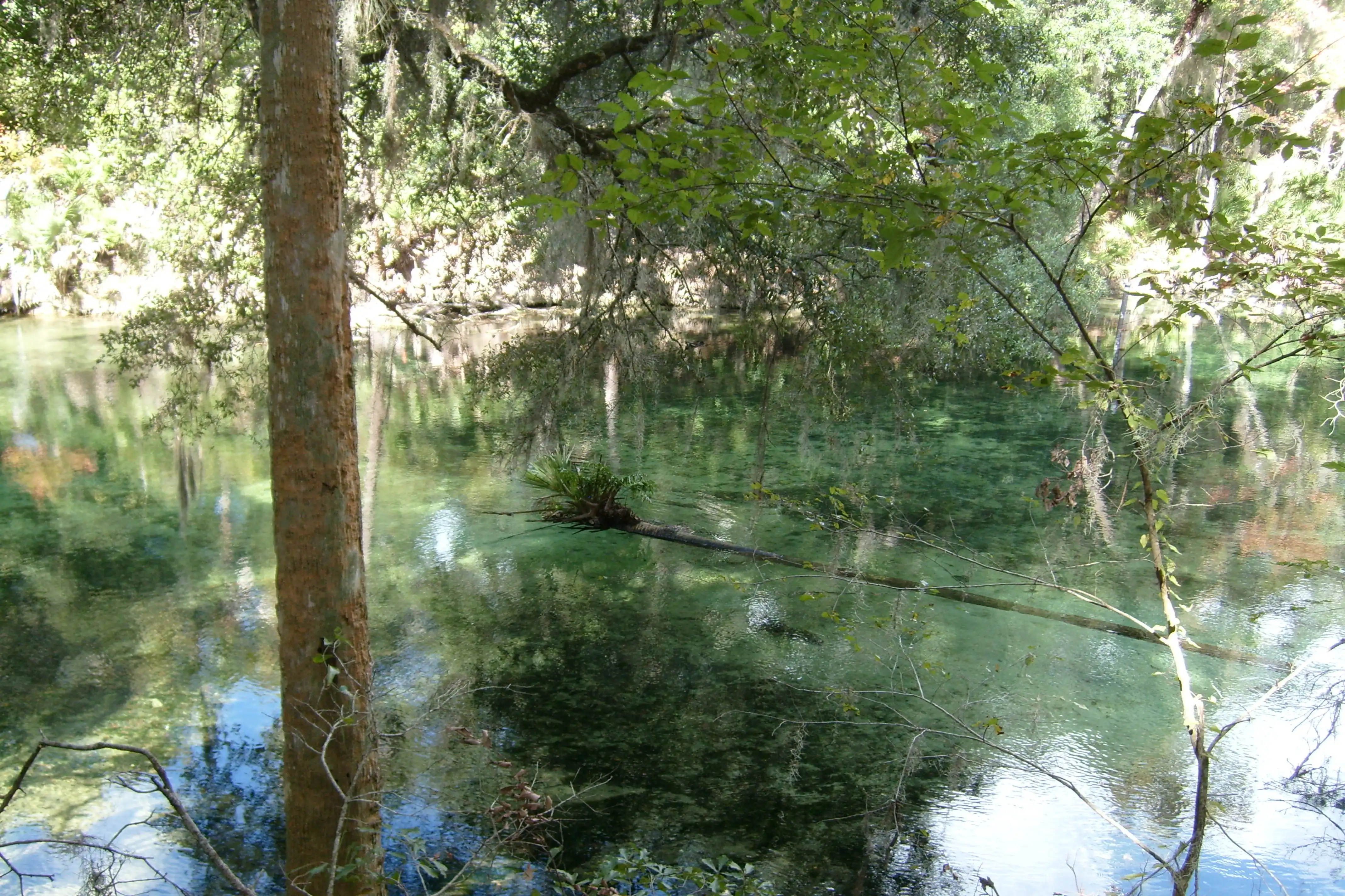 A spring with very clear water and a fallen palm tree in the center surrounded by a forest