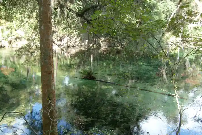 A spring with very clear water and a fallen palm tree in the center surrounded by a forest