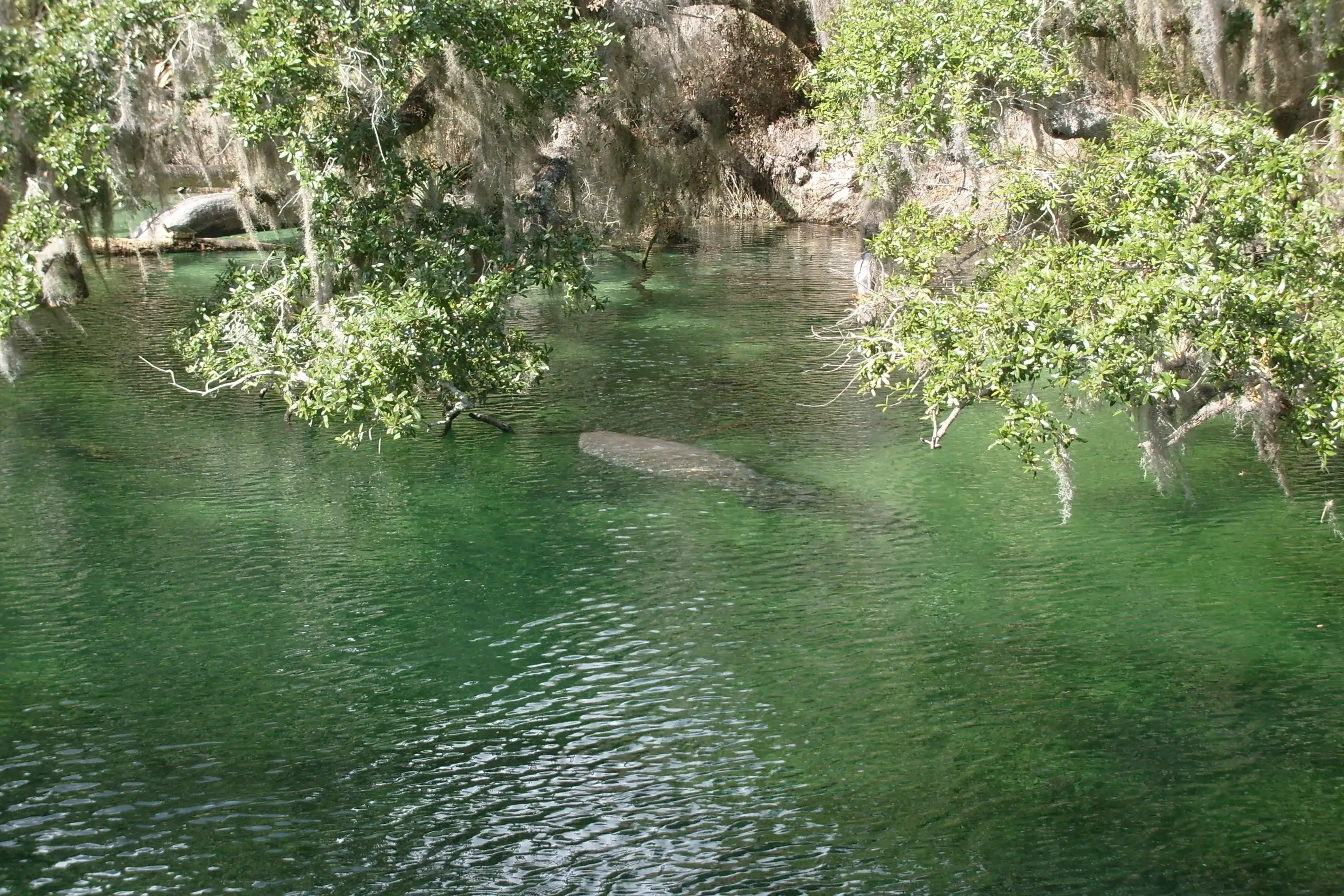 A manatee floating in green spring water under the overhanging branches of a tree on the shore