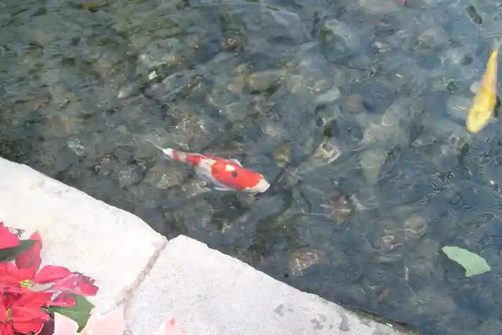 A koi fish in a shallow pond